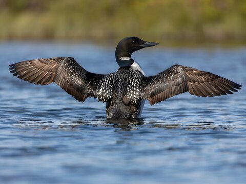 Common loon bird spreading wings while swimming in calm freshwater lake