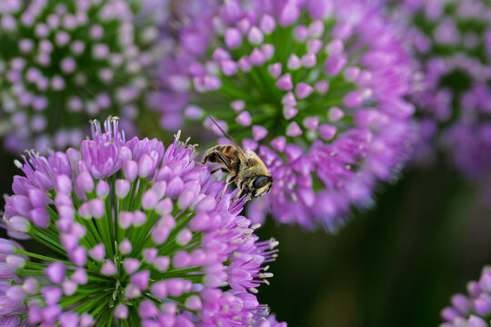 bee pollinating purple flower in calm natural setting close-up with wax and pollen on flower petals, vivid colors and serene mood, nature photography, wildlife, botanical, green, commercial.