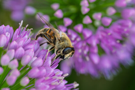 bee pollinating purple flower in calm natural setting close-up with wax and pollen on flower petals, vivid colors and serene mood, nature photography, wildlife, botanical, green, commercial.