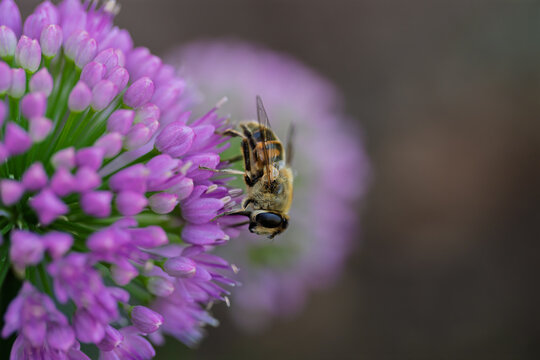 bee pollinating purple flower in calm natural setting close-up with wax and pollen on flower petals, vivid colors and serene mood, nature photography, wildlife, botanical, green, commercial.