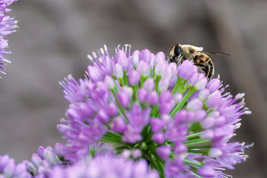 bee pollinating purple flower in calm natural setting close-up with wax and pollen on flower petals, vivid colors and serene mood, nature photography, wildlife, botanical, green, commercial.