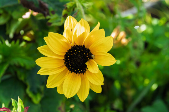 Sunflower blooming, in garden, with green leaves, buds, from a close-up perspective, with yellow, black accents, and bright and cheerful mood, with nearby objects.