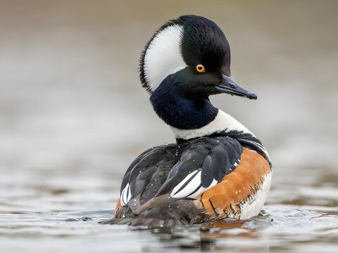 Close-up of elegant black and white hooded merganser duck swimming in calm freshwater pond