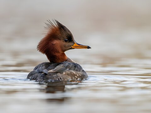 Close-up portrait of swimming red-breasted merganser duck with wet feathers in calm water
