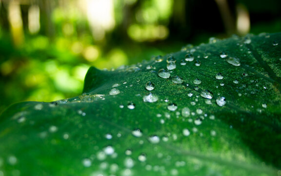 Green leaf covered with water bubbles and sparkling droplets against a lush blurred forest background
