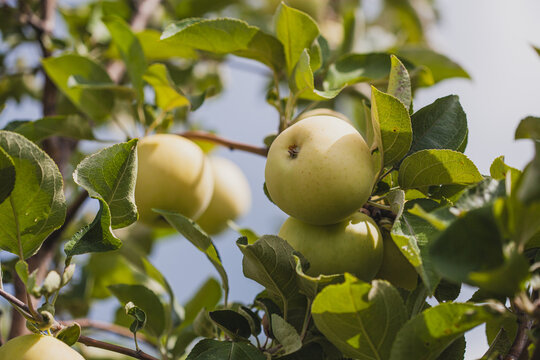 Apple tree branch with green apples.
