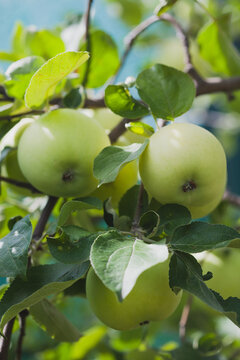 Apple tree branch with green apples.