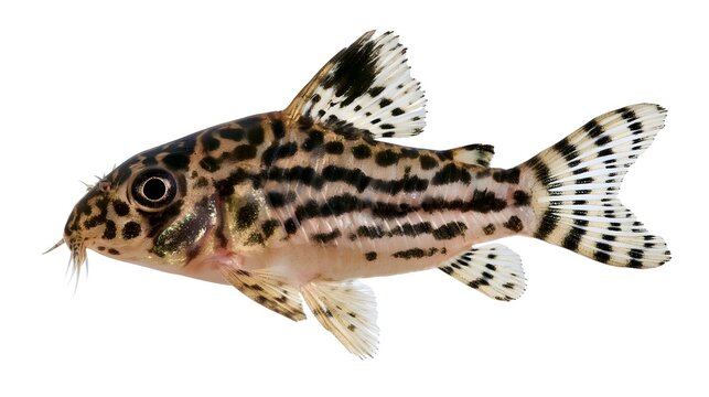 A detailed side view of a corydoras catfish on white background background