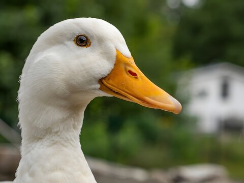 Close-up portrait of white domestic goose with bright orange beak and curious expression in natural outdoor setting