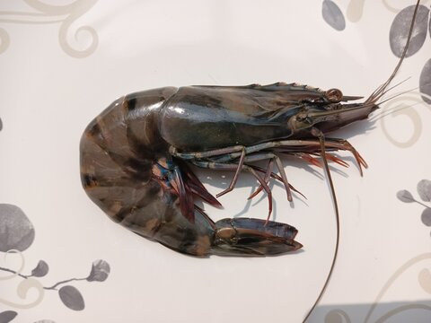 Fresh raw black tiger shrimp or giant tiger prawn on a white plate
