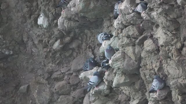Pigeons rock wildlife, a flock of feral doves resting and nesting on a steep, rugged gray cliff face.