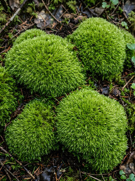 Lush green moss growing on the ground in a forest close-up texture