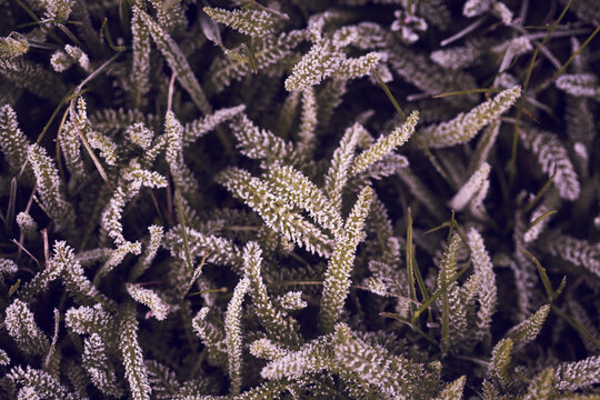 grass covered in frost. Stock Photo background
