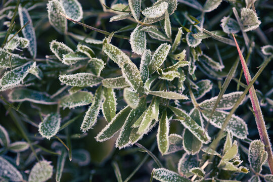 grass covered in frost. Stock Photo background