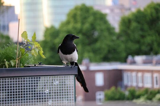 Eurasian magpie (ekster) perched on a balcony railing with green plants in a city residential area, Netherlands