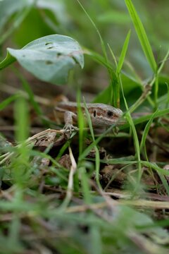 Eidechse im Wald