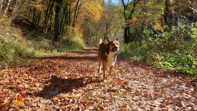 Lively Scottish shepherd mix charges through dry leaves on sunny forest trail with another dog following behind. Two playful and energetic furry companions run free through vibrant autumn woodland.