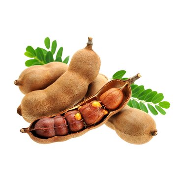 Tamarind pods with green leaves, open shell showing pulp and seeds, tropical fruit sweet tangy flavor &ndash; flat vector illustration