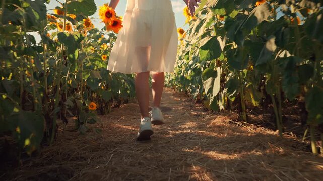 Low angle rear view of young caucasian woman in white dress running through beautiful blooming sunflower field during warm golden hour sunset, expressing freedom, mindfulness, and happiness in nature.