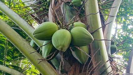 Bunch of fresh green coconuts hanging on coconut palm tree close up. Tropical green coconuts growing on palm tree in sunny outdoor garden.  © Rizki Rapds