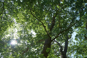 Fototapeta premium Sunlight shining through dense vibrant green tree canopy