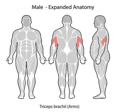Male expanded anatomy showing triceps brachii muscles