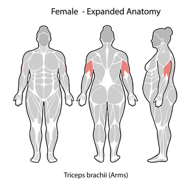 Female anatomy showing triceps brachii muscle groups