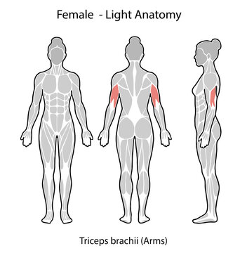 Female upper arm anatomy showing triceps brachii muscle