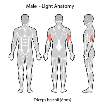 Male anatomy triceps brachii muscle light illustration