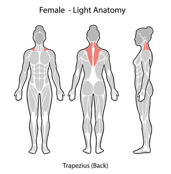 Female human anatomy highlighting trapezius muscle from multiple views