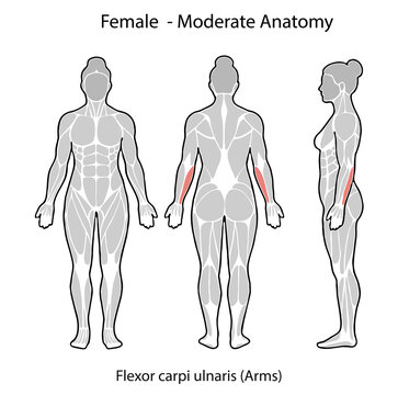 Female anatomy illustration highlighting flexor carpi ulnaris muscle