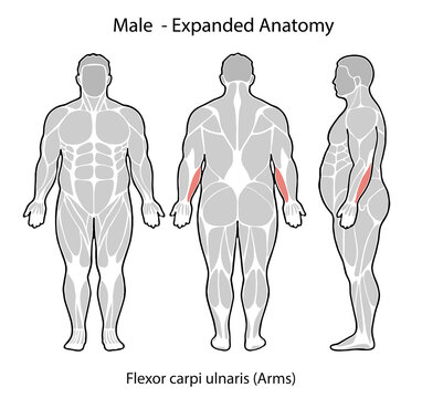 Male anatomy diagram showing flexor carpi ulnaris muscle