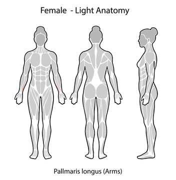 Female anatomy illustration showing palmaris longus muscle