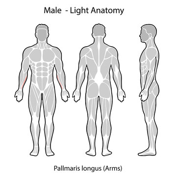 Male anatomy showing pallmaris longus muscle illustration