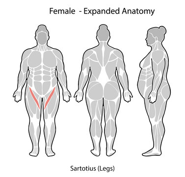 Female anatomy illustrating sartorius muscle of leg