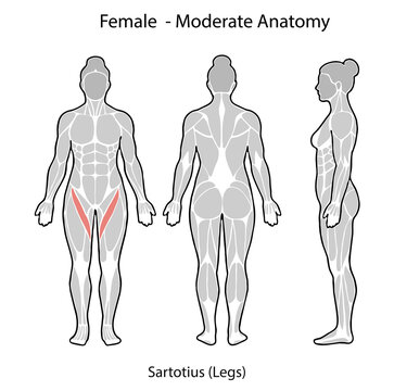 Female anatomy showing sartorius muscle in legs