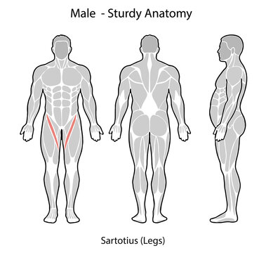 Male anatomy showing sartorius leg muscle illustration
