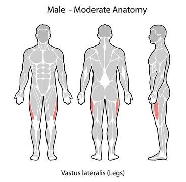 Male human anatomy illustrating vastus lateralis muscle