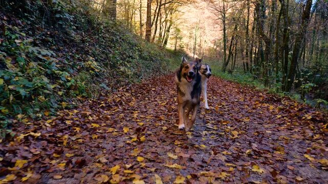 Two cheerful mixed breed dogs run freely along a damp forest trail blanketed with autumn leaves. Shepherd mix leads while white dog follows behind, surrounded by colorful trees and soft woodland light