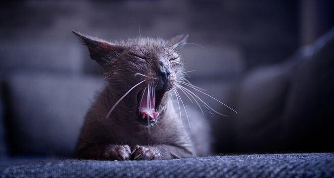 Funny werewolf cat lies on the sofa and grimacing. Panoramic image with selective focus.