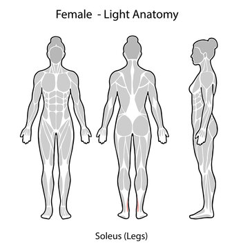 Female body anatomy showing soleus muscle highlighted