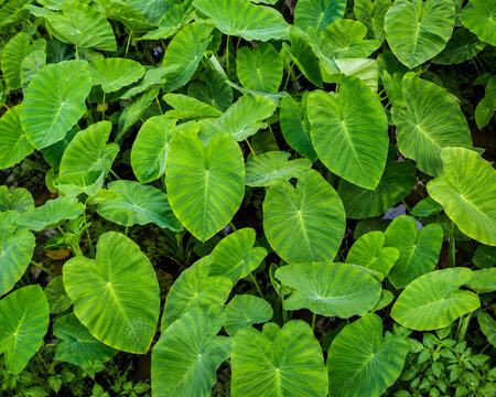 Fresh green taro leaves pattern background in the garden