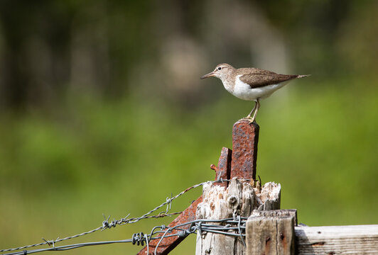 common sandpiper on fence post with green background, scotland