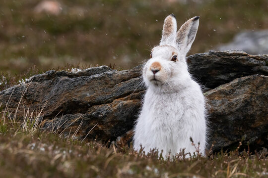 mountain hare in white coat with rocks and heather and snow falling, cairngorms, scotland