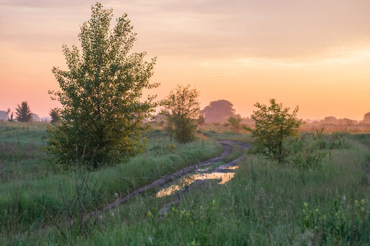 A dirt road with puddles winds through a green grassy field with trees under a warm, glowing sunset sky