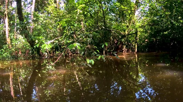 Sunlit Flooded Amazon Rainforest in Ecuador with Palm Trees, Brown Water, Dense Jungle Vegetation and Remote Tropical Wetland Landscape