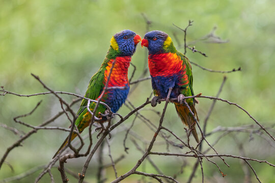 Rainbow Lorikeet Parrots Couple