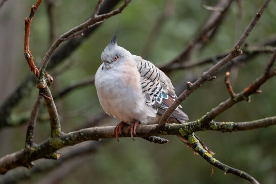 Crested Pigeon Ocyphaps Lophotes