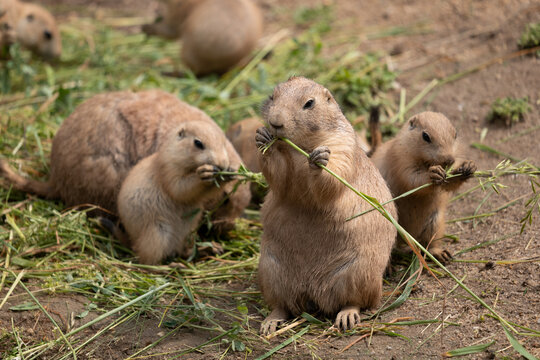 Black-tailed Prairie Dog Family