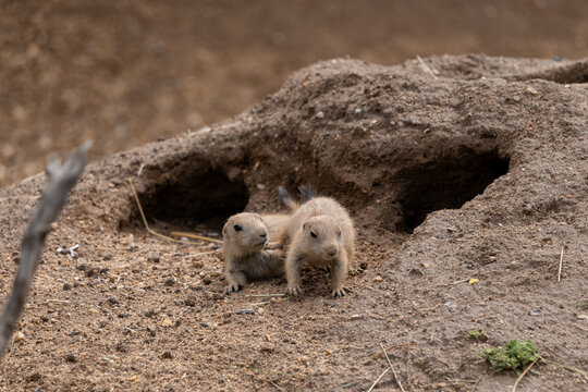 Black-tailed Prairie Dog Juveniles At Burrows